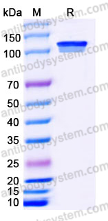 Recombinant Human CD295/LEPR Protein, C-10*His