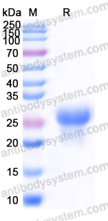 Recombinant Human PGF/PlGF/PLGF Protein, C-His