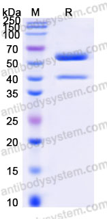 Recombinant Human VEGFB Protein, N-Fc