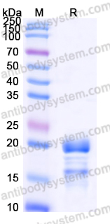 Recombinant Human INSL3 Protein, C-His