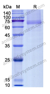 Recombinant Human GPC3 Protein, C-His