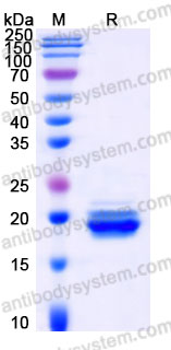 Recombinant Human APLP1 Protein, C-His