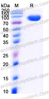 Recombinant Human EPHB1 Protein, C-Fc