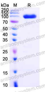 Recombinant Human EPHA4 Protein, C-Fc
