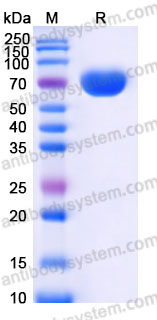 Recombinant Human EPHA4 Protein, Tag free