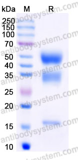 Recombinant Human INHBC Protein, C-His