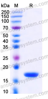 Recombinant Human MANF Protein, C-His