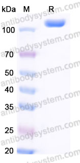 Recombinant Human CDH6/Cadherin-6 Protein, C-Fc