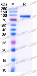 Recombinant Human CDH8 Protein, C-His