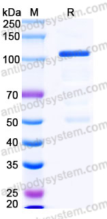 Recombinant Human CDH11 Protein, C-Fc-His