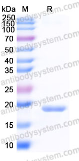 Recombinant Human SUMO3 Protein, C-His