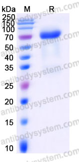 Recombinant Human GFRA1 Protein, C-Fc