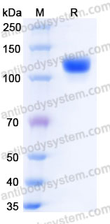 Recombinant Human WNT3A Protein, N-fusion design