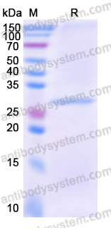 Recombinant Human CLDN18 Protein, C-His