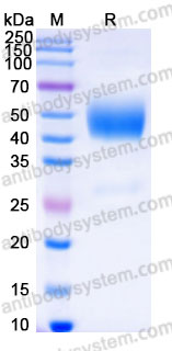 Recombinant Human NXPH1 Protein, C-His
