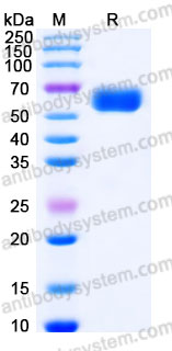Recombinant Human FAM3B Protein, C-Fc