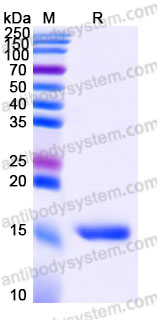 Recombinant Human LYZ Protein, C-His