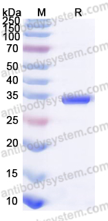 Recombinant Human CXADR Protein, C-His