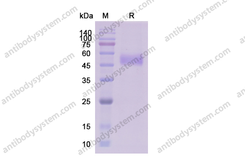 Recombinant Human CD172a/SIRPA Protein, C-His