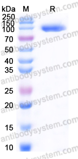Recombinant Human CD172a/SIRPA Protein, C-Fc