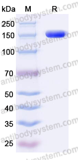 Recombinant Human CD339/JAG1 Protein, C-Fc