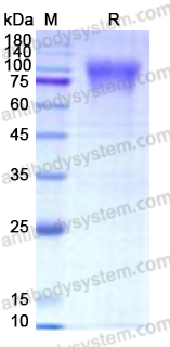 Recombinant Human CD213a1/IL13RA1 Protein, C-Fc