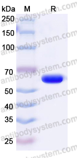 Recombinant Human CD213a1/IL13RA1 Protein, C-His