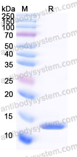 Recombinant Human CCL8/MCP-2 Protein, C-His
