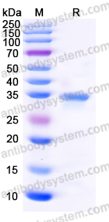 SDS-PAGE for Recombinant Human EFNB1 Protein, C-His ?>