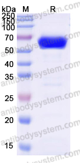 Recombinant Human CD83 Protein, C-Fc