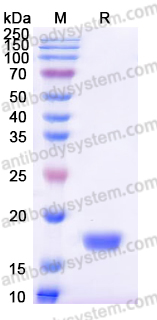 Recombinant Human ROR1/NTRKR1 Protein, C-His