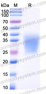 Recombinant Human PTH1R Protein, C-His
