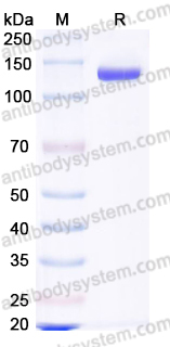 SDS-PAGE for Recombinant Human FOLH1/PSMA Protein, N-Fc ?>