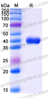 Recombinant Human ACVR1/ALK-2 Protein, C-Fc