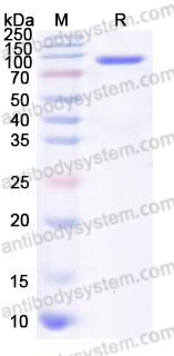 Recombinant Human ITIH3 Protein, C-His