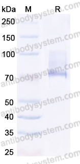 Recombinant Human SLC34A1 Protein, C-His-Flag