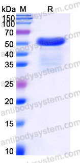 Recombinant Human DPT Protein, C-Fc-His