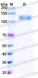SDS PAGE for Recombinant Human PCDH1 Protein, C-His ?>