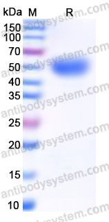 SDS PAGE for Recombinant Human MGAT2 Protein, C-His ?>
