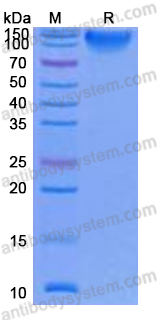 Recombinant Human MERTK Protein, C-Fc