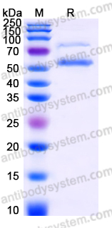 SDS-PAGE for Recombinant Human CHIT1 Protein, C-His ?>