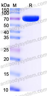 Recombinant Human BTN1A1 Protein, C-Fc