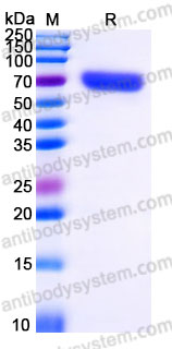 Recombinant Human MSLN/Mesothelin Protein, C-Fc