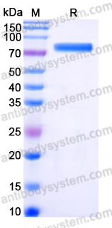 Recombinant Human MSLN/Mesothelin Protein, C-Fc