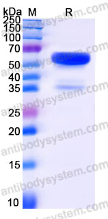 Recombinant Human TMED1 Protein, C-Fc