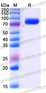 Recombinant Human MADCAM1 Protein, C-Fc