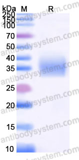 Recombinant Human ACVR2B/ACTR-IIB Protein, C-His