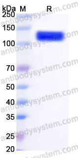 Recombinant Human CD166/ALCAM Protein, C-Fc