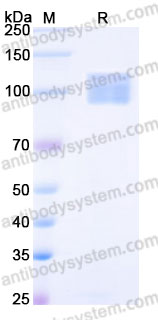 Recombinant Human CD162/SELPLG/PSGL-1 Protein, C-Fc