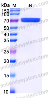 Recombinant Human SEMA3A Protein, N-His-Flag